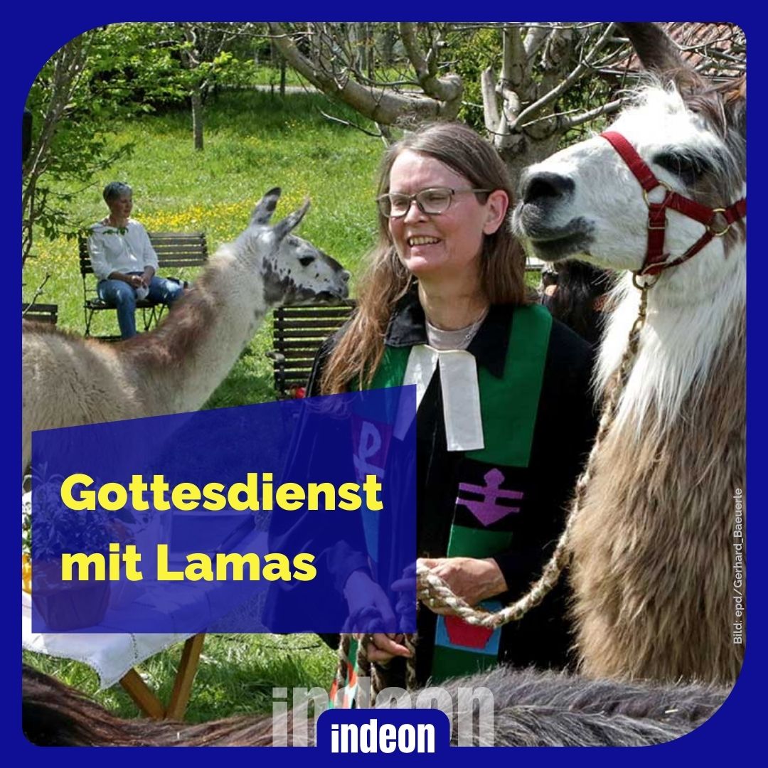 Tier-Gottesdienst mit Lamas