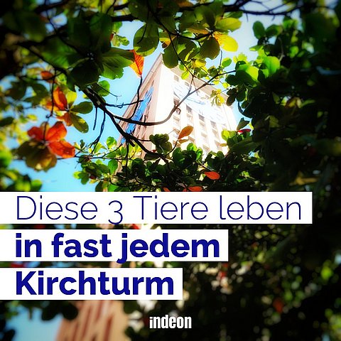 Diese Tiere leben in fast jedem Kirchturm