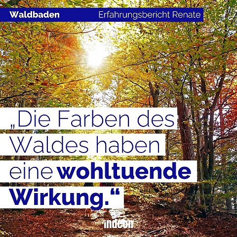 Waldbaden: Die Farben des Waldes haben eine wohltuende Wirkung