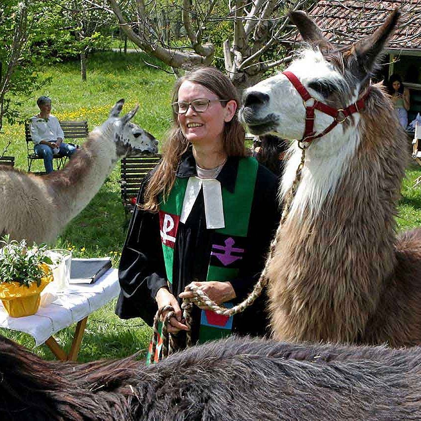 Gottesdienst mit Lamas