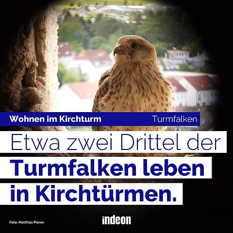 Turmfalken leben in Kirchtürmen