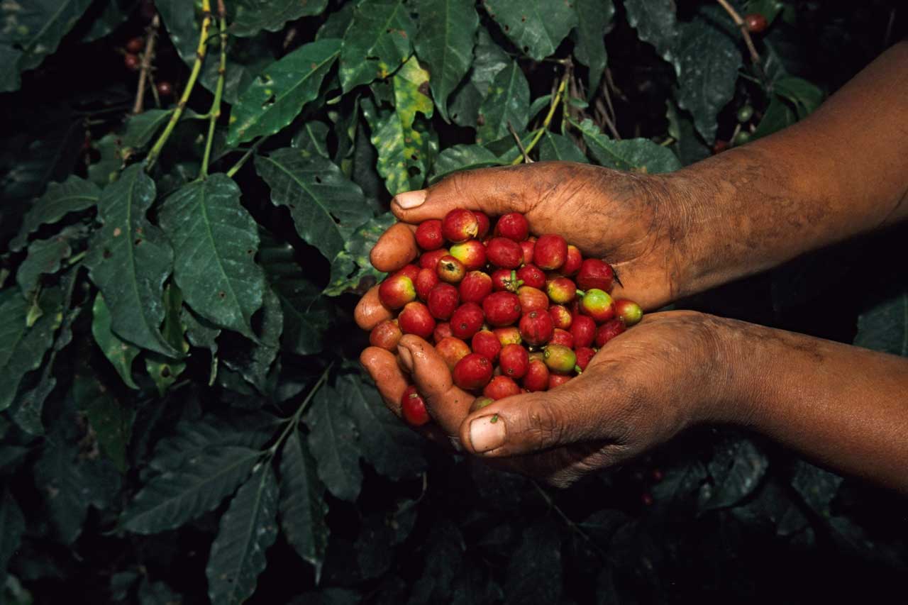 Zwei Hände, die wie eine Schüssel geformt sind, halten rote Kaffeekirschen.