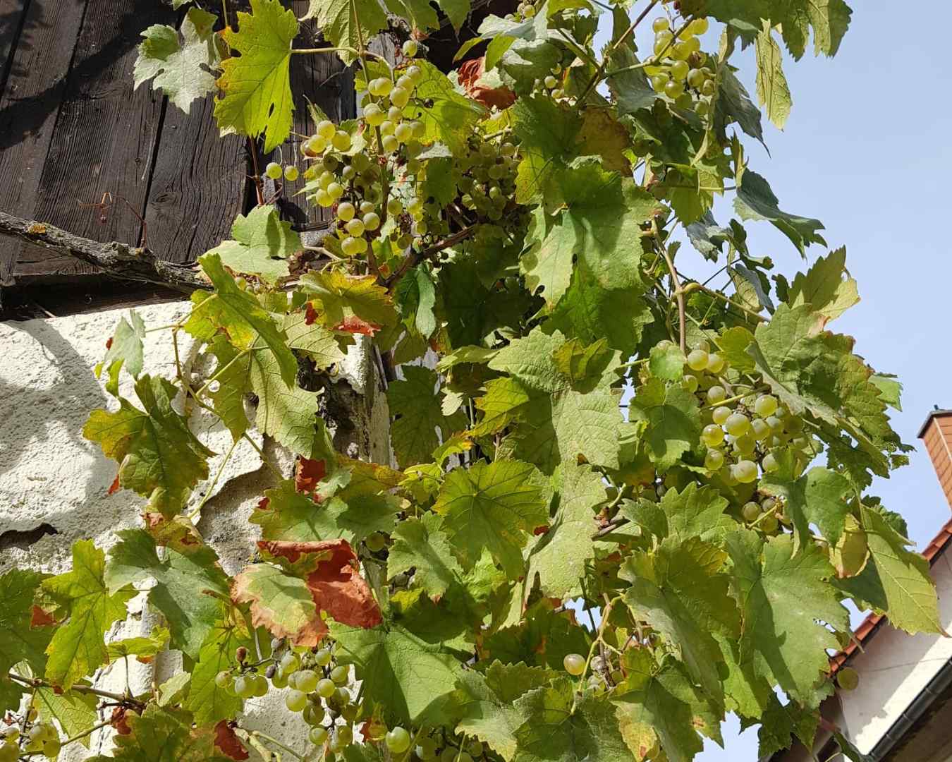 Alter Weinstock mit Weintrauben an einem Haus.